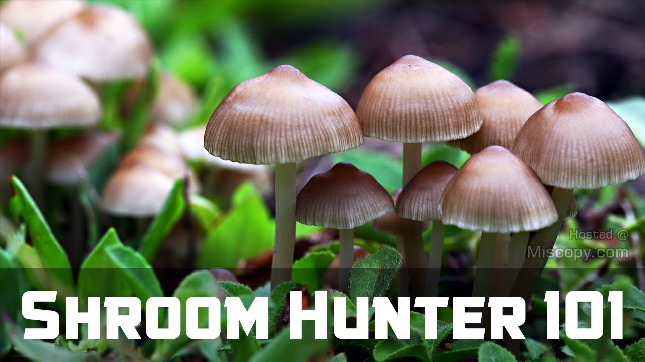 Shroom Hunter 101: How to Identify Magic Mushrooms in the Wild